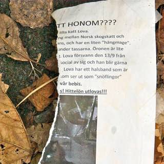Kattmördaren i Högsbo