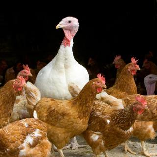 The Bird-Flu Tipping Point