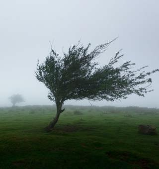 Strong Wind Blowing: 3-Hour Tranquil Windy Ambiance for Blissful Sleepiness