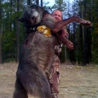 THE DOGMAN
