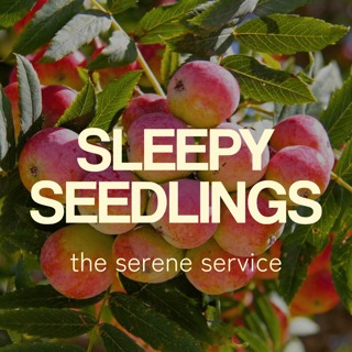 The Serene Service