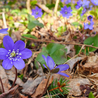 April Forest: Rushing River & Spring Bird Chorus