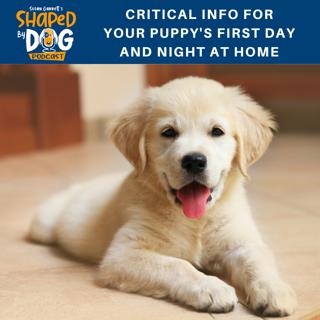 Critical Info for Your Puppy's First Day and Night at Home #70