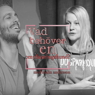 Vad behöver en omplaceringshund?