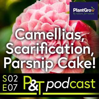 Scarification Clarification, Camellia Masterclass & Perfect Parsnip Cake