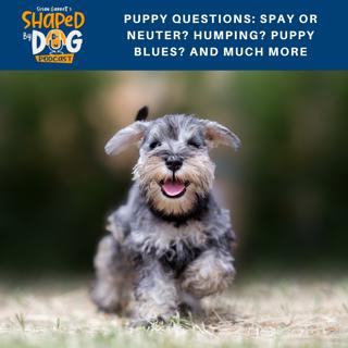 Puppy Questions: Spay or Neuter? Humping? Puppy Blues? and Much More #101