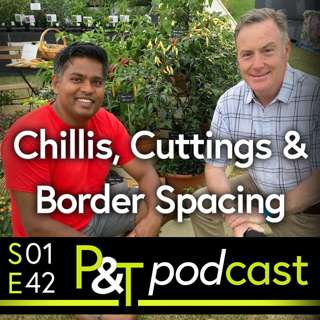 Chilli Growing Explained, Spacing in the Border & Confidence in your Cuttings!