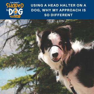 Using A Head Halter On A Dog, Why My Approach Is So Different #40