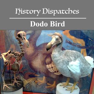 Dodo Bird