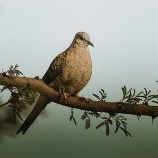Mourning Dove Coos and Rain - 10 Hours Sleep Sound