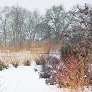 Weird Winter Plants