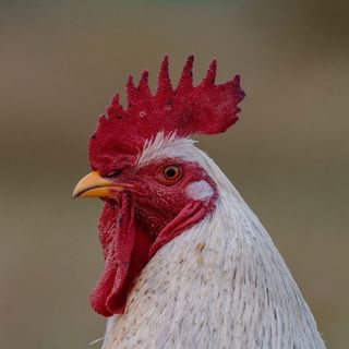 Menyangkal