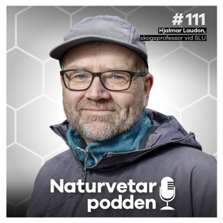 #111 Hjalmar Laudon – Tillväxten i skogen tappar fart