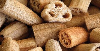 Audio Article - Luffa