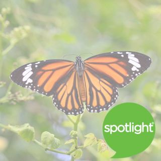 Save The Butterflies