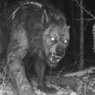 It Wasn't Hungry. It Killed Them Anyway.