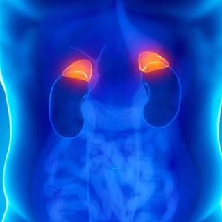 Adrenal Glands