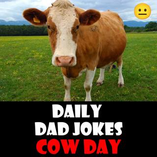 [No Laughter Version] Cow Appreciation Day! Terri-bull dad jokes! 11 July 2025