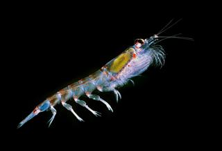 Krill Are Critical
