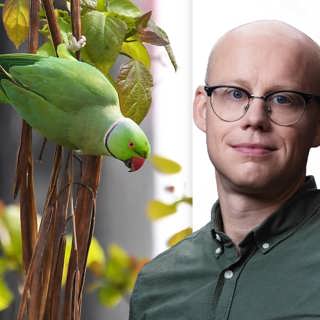 Myten om hur 10 000 papegojor kom till Bryssel: Mikael Sjödell, Bryssel