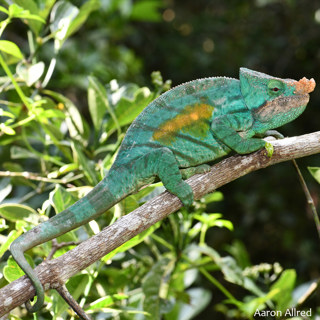 123: The Cristifer Parson's Chameleon with Aaron Allred
