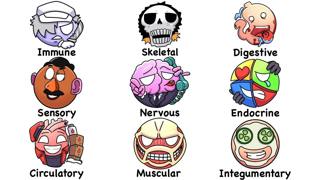 Every System In Human Body Explained in 15 Minutes | The Analyst