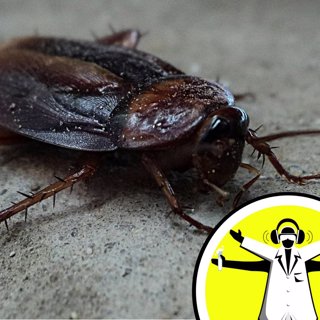 The Yuck Factor: Why We Find Things So Disgusting