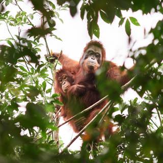 ‘Should we leave them to die?’ The battle over how to save orangutans from the curse of palm oil