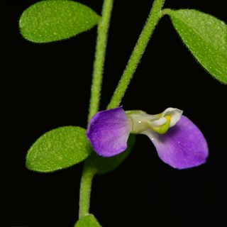 Texas Botany with Michael Eason