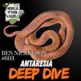 Antaresia Pythons with Ben Nickelson