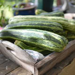 Squash på längden och tvären och se upp med Berberis vulgaris