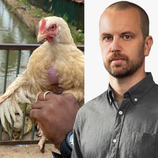 Krokodilmatning i Afrikas Washington: Markus Alfredsson, Yamoussoukro