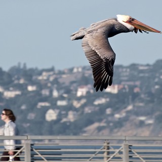 FE: Amy Hahs & Robbie Wilson on using urban ecosystems to expand fundamental ecological knowledge