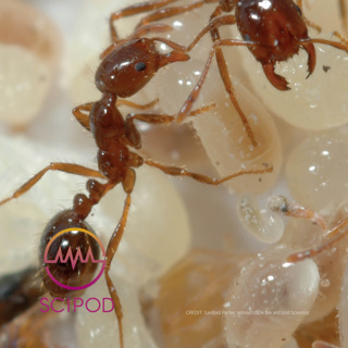 Illuminating Insect Chemical Ecology for Effective Pest Control - Dr Robert K. Vander Meer, USDA