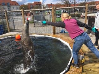 Kirstin Anderson Hansen – Marine animal behavior and bioacoustics team