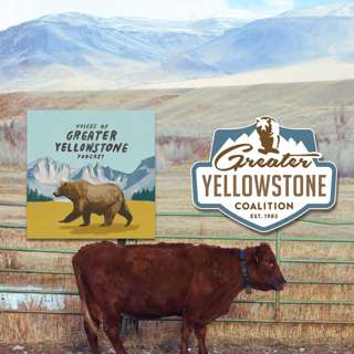 Virtual Fencing: Win-Win Tech for Wildlife and Livestock