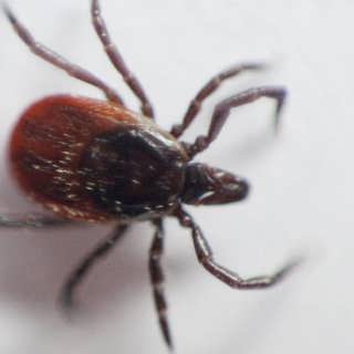 Wararka maanta ee Raadiyaha Sweden