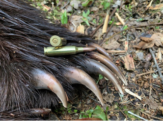 Killing Grizzly Bear with the 6.5 Creedmoor