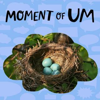 Do birds build a new nest every year?