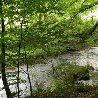 Gentle Forest River and Birds - 10 Hours Sleep Sound
