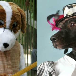 Djuren och vi 3: Bland galna katt-tanter och mänskliga grävlingar