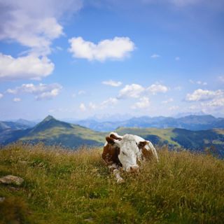 Windy Alpine Pasture - 10 Hours Sleep Sound