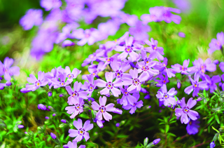 Audio Article: Decoding Growing Zones