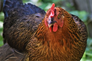 Ep. 162 Poultry Profits: Offsetting the Cost of Raising Chickens