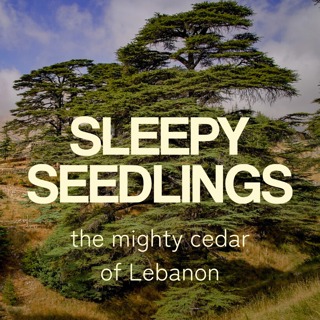 The Mighty Cedar of Lebanon