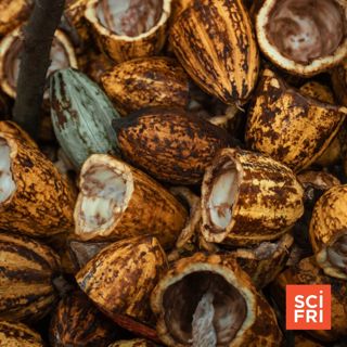 Flame Retardant From Cocoa Pod Husks | The Oozy Physics Of Oobleck