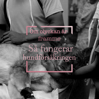 Om olyckan är framme - Så fungerar hundförsäkringen
