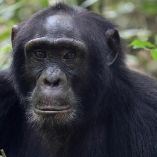 Chimpanzee For Jane