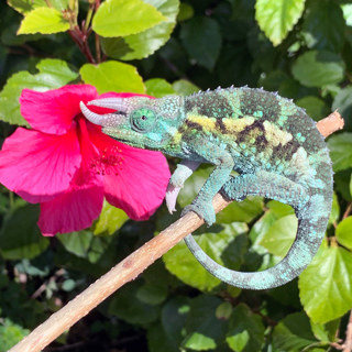 Giving Chameleons Natural Sunlight