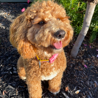 Therapy Dog Tilly Meditation